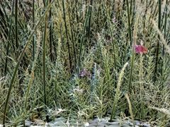 Mikroskopbild av hårbotten hos en geting.