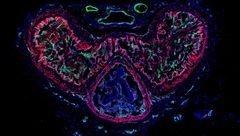 Research-related image 2 A cross-section image of a mouse penis. Cells in red represent the fibroblasts investigated in this study, while cells in green denote vascular smooth muscle cells, and cells in cyan indicate endothelial cells. Blue is used to represent the nuclei of all cells in the penis.