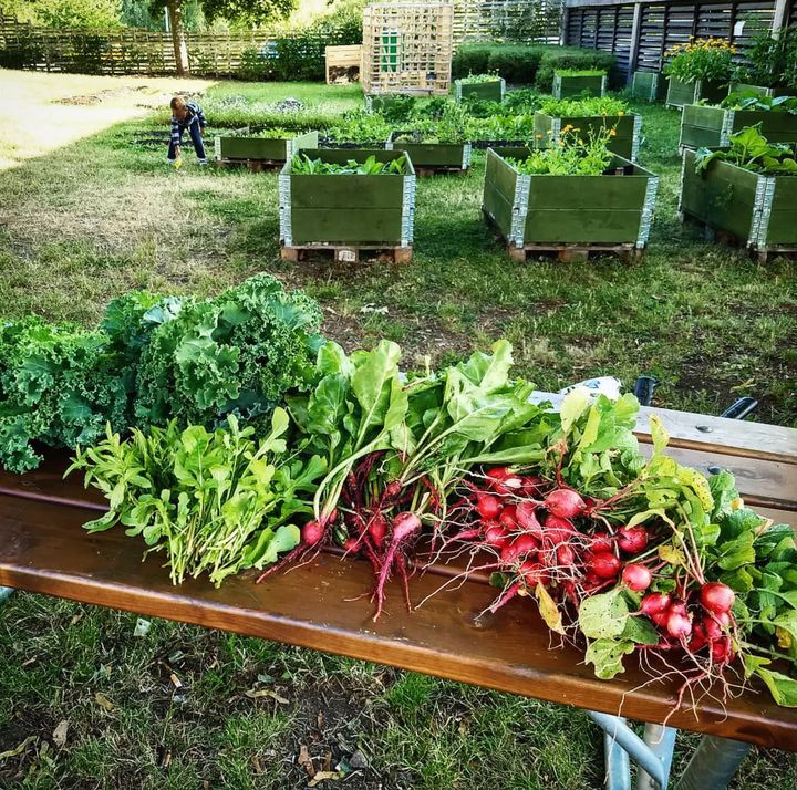 ​Betongen blommar: Kvartersodlare anställs i Rinkeby och Hässelby