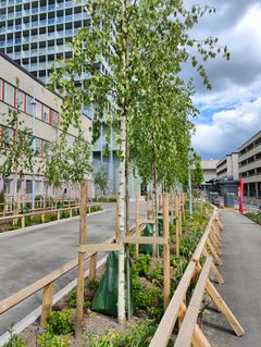 Alt text: Nyplanterade träd på en trottoar i ett stadsområde i Skärholmen, med moderna byggnader i bakgrunden.