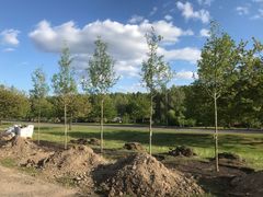 Nyplanterade träd på rad vid en öppen grön yta, med några jordhögar i förgrunden och en blå himmel med moln i bakgrunden.