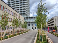 Nyplanterade träd längs en gångväg i Skärholmen, med höghus i bakgrunden.