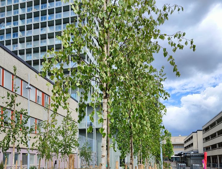 Bild av nyplanterade träd längs en gata i ett stadsområde i Skärholmen, med byggnader i bakgrunden.