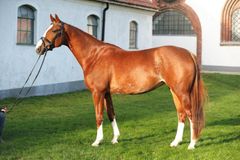 Pennsylvania, sto, född 2008, e. Peking 952343, u. Destiny, ue. Don Schufro - Stanford.