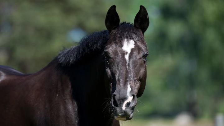 Ryttaren ska kunna anpassa utrustningen efter varje hästs individuella behov, istället för efter tradition. Foto: Mikael Sjöberg