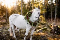 Berra är Årets ridskolehäst 2025!