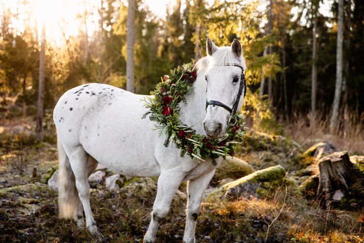 Berra är Årets ridskolehäst 2025!