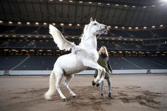Malin Baryard Johnsson och Pegasus, 23-årige Jambo, på Friends Arena inför Sweden International Horse Show.
