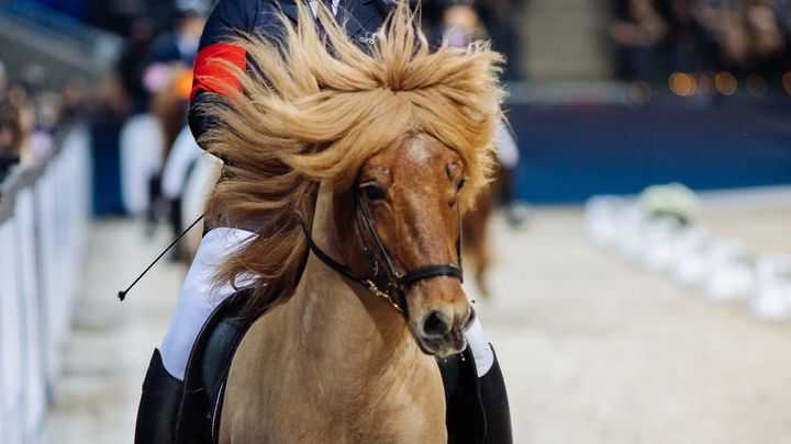 Det blir mycket islandshästar under Sweden International Horse Show, både i världscupen och under uppvisningar och clinics.