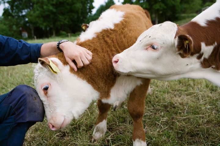 Kalvar blir klappade.