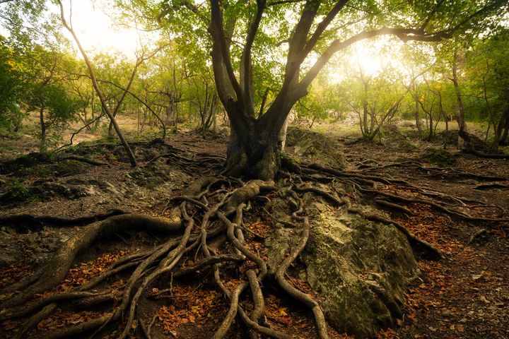 Kroppen i ett ekologiskt system är också ett nätverk