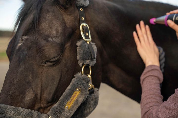 Häst får Fasciabehandling