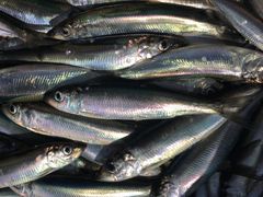 Sill/strömming från Östersjön