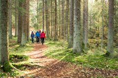 vandring skog