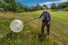 SGF WWF Sigtuna GK fjärilshåv Foto Ola Jennersten Det går att göra golfbanornas ruffar till blomsterängar, som gynnar fjärilar, humlor och andra pollinerande insekter.