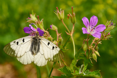 Mnemosynefjäril på midsommarblomster Foto Ola Jennersten WWF Mnemosynefjäril på midsommarblomster