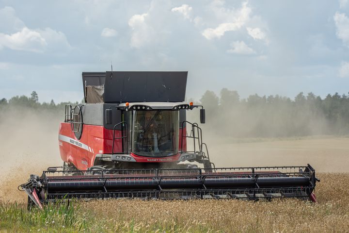 Skörd av spannmål.