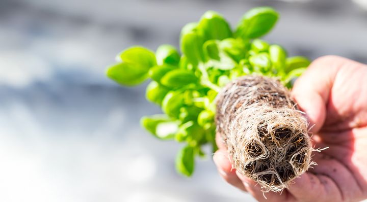 Växttorv är det viktigaste sortimentet av torv inom många områden och ett förbud hotar att få långtgående negativa konsekvenser. Alternativa produkter för odling och livsmedelsproduktion finns inte i tillräcklig utsträckning idag.