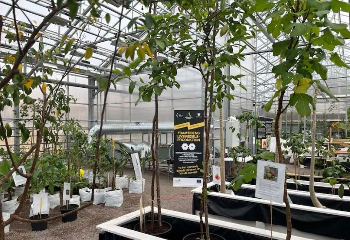 Växthuset i Hofors, där forskarna har en testanläggning för den nya tekniken.