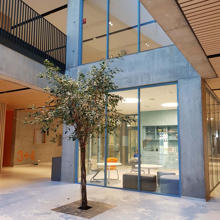 Ett modernt skolbyggnadsinteriör med betongväggar, stora fönster och en planterad träd.