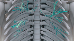 Bild av en så kallad digital tvilling av en bröstkorg. Foto: Computer Center i Barcelona