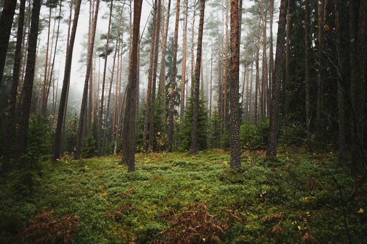 Tallskog med dimmig bakgrund och grön vegetation på marken.