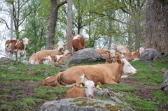 Simmental-kor som vilar i en skogshage med träd och stenar.