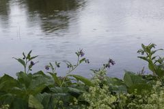 Gröna växter med lila blommor vid ett vattendrag.