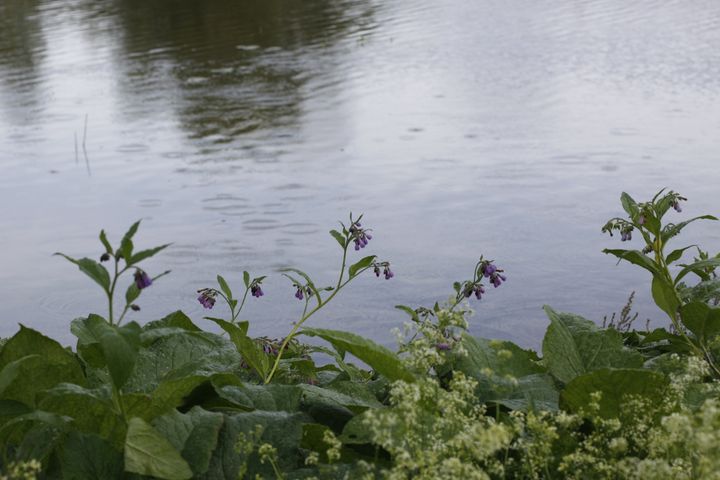 Gröna växter med lila blommor vid ett vattendrag.