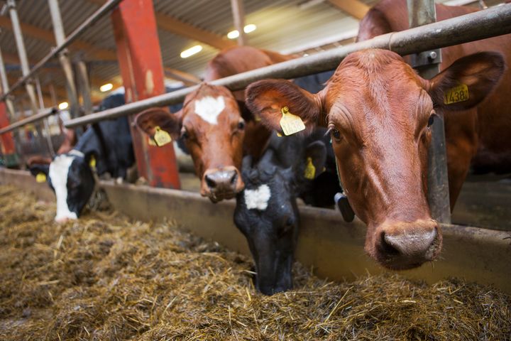 Kor i en ladugård som äter foder.