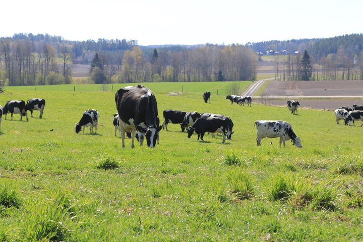 Kor betar på en grön äng under en klar himmel.