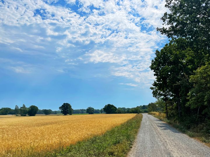 Grusväg bredvid ett fält med blå himmel och moln i bakgrunden.