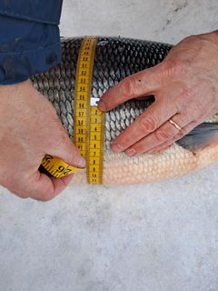 Den kolossala siken mätte 74 centimeter i längd och hade en omkrets på 54,5 centimeter.