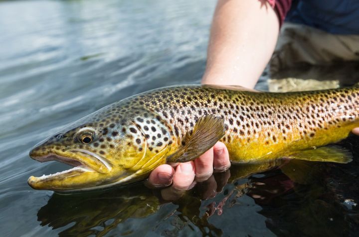Öring är en av de arter som klassas som Nära hotad i SLU:s uppdaterade rödlista.