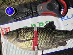 Färnan mätte 44 centimeter i omkrets och vikten var 3 882 gram – hela 242 gram över det tidigare rekordet.