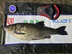När fisken landats visade den sig vara hela 64 centimeter lång.
