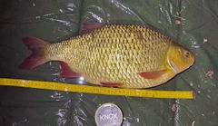 Sarven var 49 centimeter lång, därmed en centimeter längre än förra rekordet.