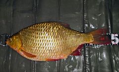 Med sina knallröda fenor och guldskimrande fjäll kvalar karpfisken sarv in bland våra vackraste fiskar.