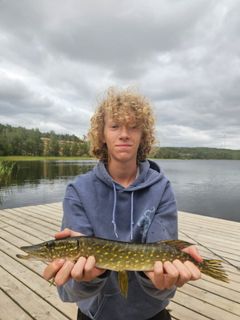 En gädda var en fiskarna som låg bakom Vincent Björkmans seger i Artkampen 2026.