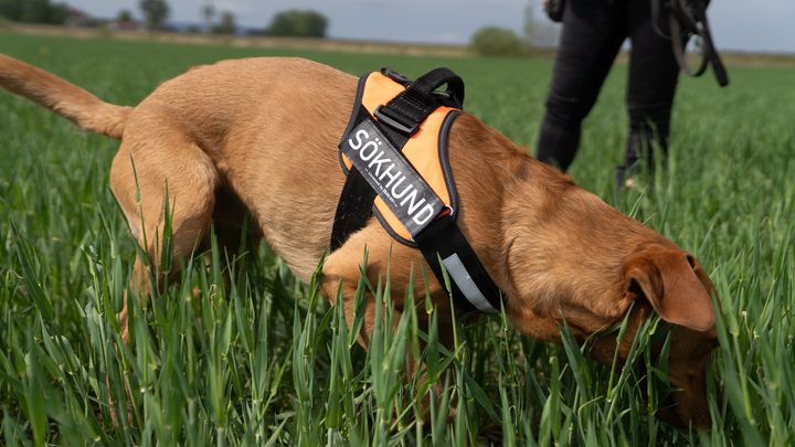 Hund med sele och texten Sökhund nosar i högt gräs