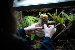 Signe matar paddorna med bananflugor