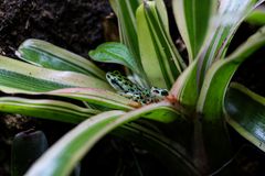 Två paddor i terrariet