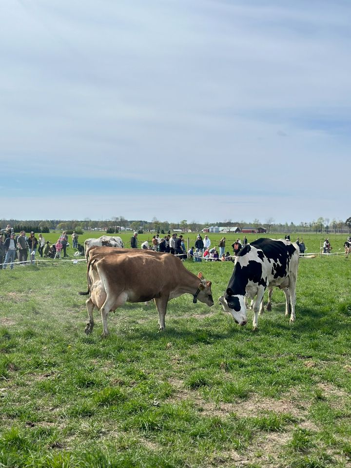 Kor som buffar på varandras huvuden i hagen