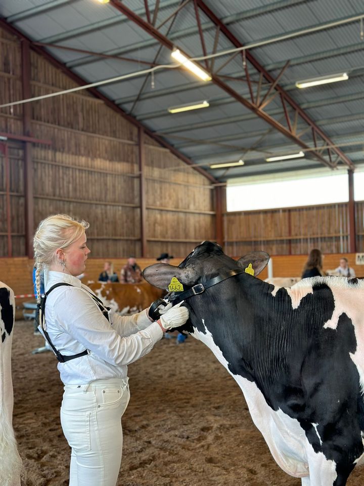 Alice%20tittar%20p%E5%20en%20ko%20under%20en%20t%E4vling