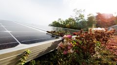 Solpaneler med växter i förgrunden och solstrålar i bakgrunden.