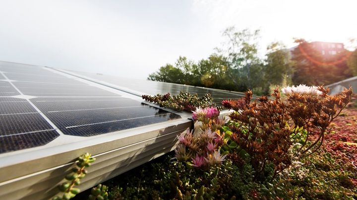 Solpaneler med växter i förgrunden och solstrålar i bakgrunden.