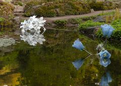 Utställningen "I dammens spegling" sätter ljus på Botaniskas bevarandearbete.