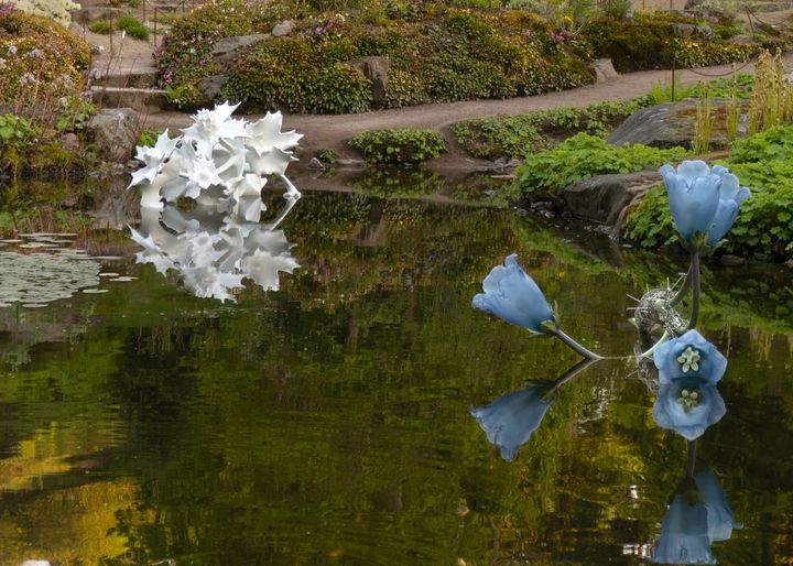 Utställningen "I dammens spegling" sätter ljus på Botaniskas bevarandearbete.