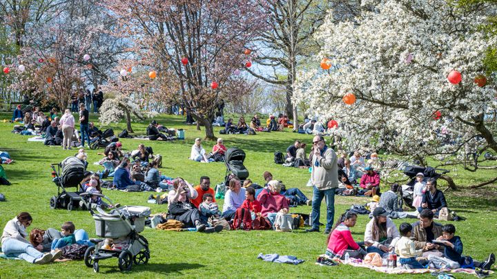 Picknick under blommande körsbärsträd
