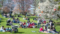 Picknick under blommande körsbärsträd